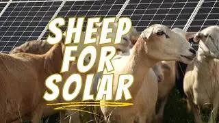 LAMBscaping: why 