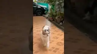 😱 cat swagger #catcompilation #shorts