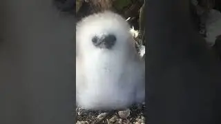 Baby tropicbird thunder! #shorts