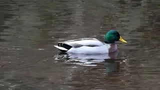Eenden Zwemmen in de karper Vijver