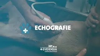 Echografie - Evidensia Dierenziekenhuis