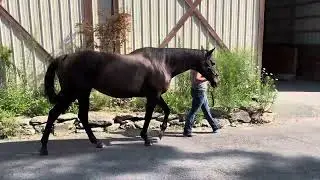 Jesse the Great: 2025 Pin Oak Lane Farm