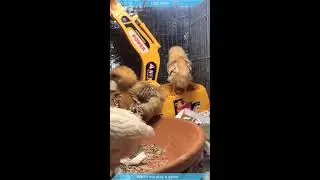 🐣 LIVE: Cute Baby Chicks Hatching & Playing | Relaxing Farm Stream