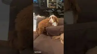 The dog that made a mistake. #Funny Dog #petvideos#amazingpets #funny#funnypets#animals