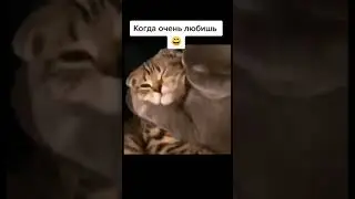 ПРИКОЛЫ С КОТИКАМИ. СМЕШНО ДО СЛЁЗ. ВИДЕО-ПРИКОЛЫ 2021. CAT|PET|ANIMAL ЖИВОТНЫЕ НАШЕЙ ПЛАНЕТЫ. ЮМОР.