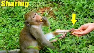 Best Bravery! Baby Elpida Dear To Take The Longan Fruit From Cameraman Freely. She Has Developed.