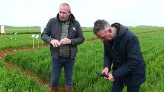 D&eacute;caler son semis pour limiter l'enherbement : Visite de la parcelle du champFriand BASF