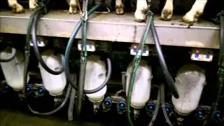 Milking Goats, Melken Gimala, Rapid Exit