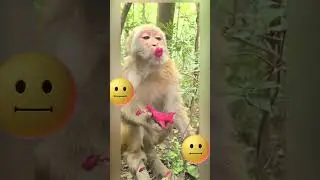 funny monkey #comedy #face