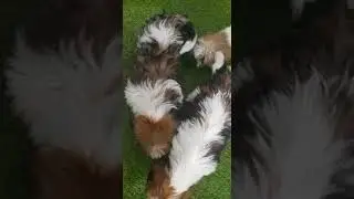 Cuccioli Shitzu maschi femmine in vendita