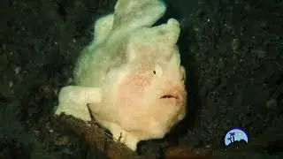 Frogfish collection 2023 2024 Zamboanguita , Dauin, Apo