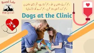 Behind the Scenes at Round Lake Animal Hospital | Real Vet Care in Action