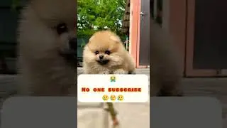 please click like friends||Cat#shorts #shortvideo #shortyoutube #cat #catlover