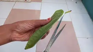 Ice beeda