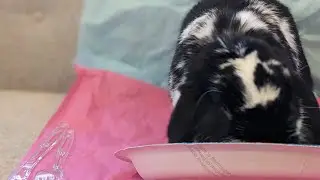 Oreo trying new food part: blueberry #bunnyrabbit #rabbit #bunny #shorts #short
