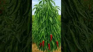 Chilli Thrips and mites control insecticide || Chilli thrips control insecticide combination #shorts