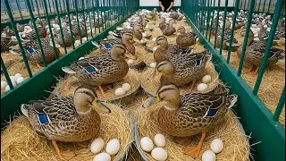 Duck farming - How to raise duck sustainable & harvest lots eggs - Organic farming business