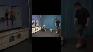 Funny dog dancing