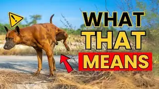 Ways Dogs Mark Their Territories and What They Mean