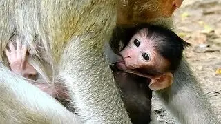 So Beautiful Baby Clora  Needs More Milk, Best Mom Coura Warmly And Product More Milk.
