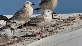 Caspian Gull - 2CY - Turku - Sep '24