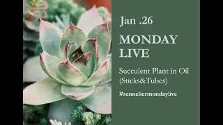Monday Live &ndash; Succulent Plant in Oil (Sticks & Tubes)