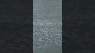 Rain Sounds For Relaxing 🌿 #rain #rainsounds #relax #naturesounds #nature #soundsofnature #shorts