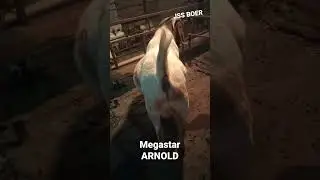 JSS BOER GOAT FARM AURANGABAD 8888022567,9325999232