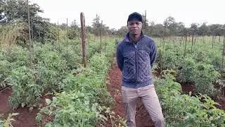 Tips On How To Produce Open-Field Tomato