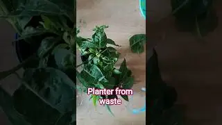 star तो हम भी बन सकते है #planter #icecreamcupsreuse #comedy #funny #diy #craft #shortsfeed #shorts