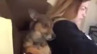 Coronavirus sneezing dog meme