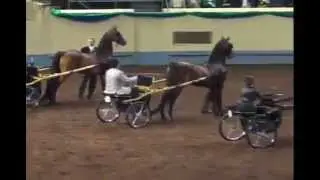 Morgan Horse Grand National 2012 Class 215 WC Pleasure Driving Amateur