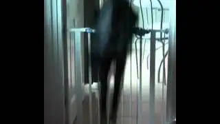 Ozzy Ozwald..A Border Collie with Bounce!!