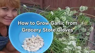 How to Grow Garlic from the Grocery Store: Step-by-Step Guide