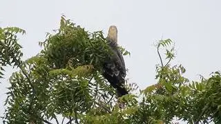 Oriental honey buzzard | Birds of Prey