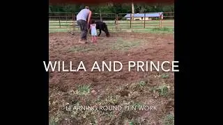 Mini horse ground work / Willa and Prince
