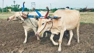 bullock heavy performance of villagetractorpower in bullock blow