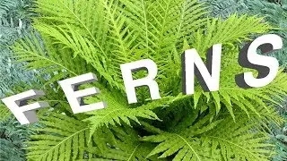 FERN-TASTIC!  Landscaping with FERNS 🍁//Bobby K Designs