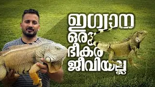 ഓന്തിന്റെ ഛായ, ദിനോസറിന്റെ ശൗര്യം; ഇണക്കിയാല്‍ ഇണങ്ങുന്ന 'ഇഗ്വാന' | mathrubhumi.com