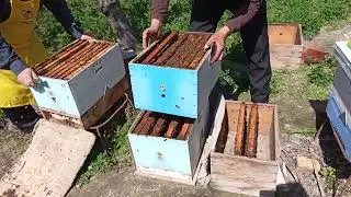 Ko'p qavatli asalari oilalarini dimariya usulida ichki hajmini kengaytirish
