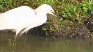 Garcita blanca Egretta thula  Identificaci&oacute;n, alimento, ambiente 2018