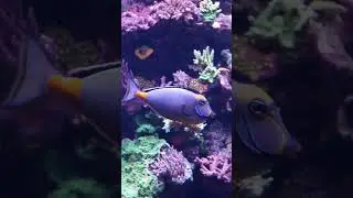 Naso Tang Enjoying A Snack