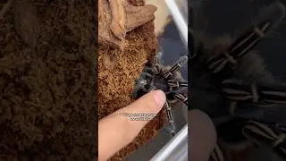Tarantulas are so clever! #spider