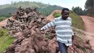 Twasuye Gicumbi/Shangasha: Icyayi cyo ku musozi, inzu ya Mwarimu ifashwe nabi, imirima ya Chia Seeds