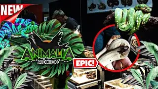 Expo animalia (parte 2)  lo que se vivió en el décimo aniversario de animalia