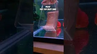 Playful Goldfish enjoying their new sand #goldfish  #fishkeepinghobby #substrate