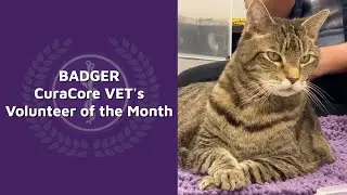 Hello, I'm Badger.. CuraCore VET's Volunteer of the Month