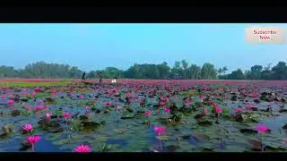 শাপলা বিল । Shapla Bil । টাংগাইল-বাসাইল । #tangail #drone #travel #tangail