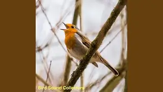 A Morning in the Garden with the Birds Singing