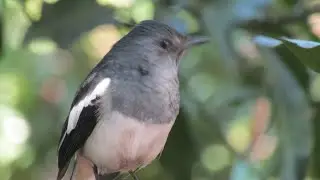 A young Oriental Magpie-Robin (female) # 7